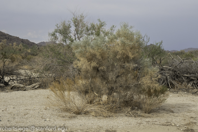 Desert Biogeography of Joshua Tree National Park